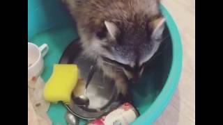 Trash Pandas Top Funny Animals Try Not to Laugh‎