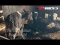 🔥ЗДОРОВЫХ КОРОВ ВЫРЫВАЮТ У ПЛАЧУЩИХ ЖЕНЩИН. ДОКУМЕНТОВ НЕТ. ДИАГНОЗОВ НЕТ. НОВОСИБИРСК, МАРТ 2026