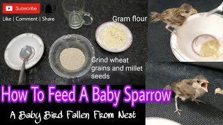 How to feed baby sparrow | feeding a baby bird fallen from the nest | #babysparrowfood #babysparrow