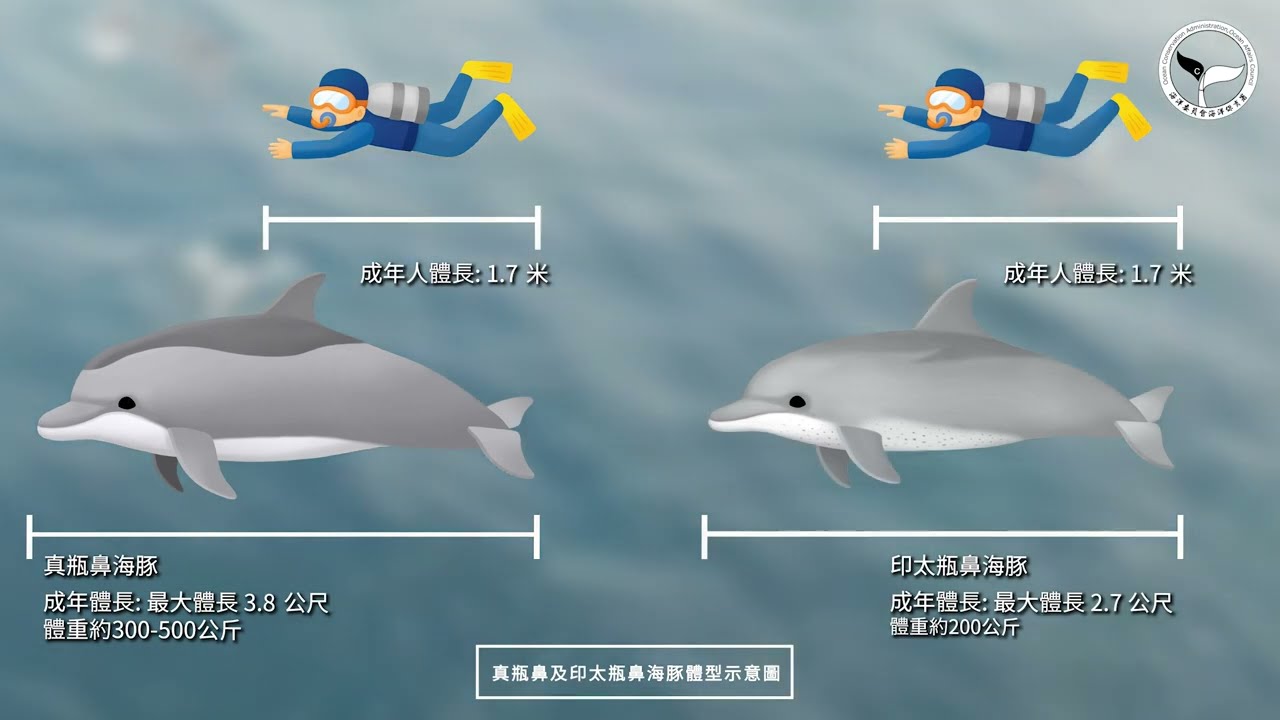 常見鯨豚介紹瓶鼻海豚- YouTube
