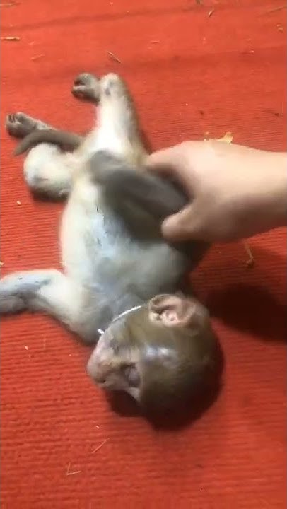#Baby #monkey gets #massaged by #dad - YouTube