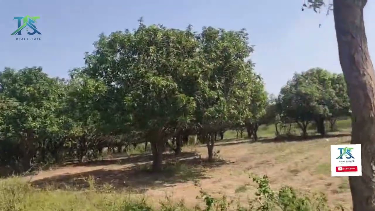 3 ఎకరాల మామిడి తోట అమ్మకానికి కలదు  మండలం.ముస్తాబాద్