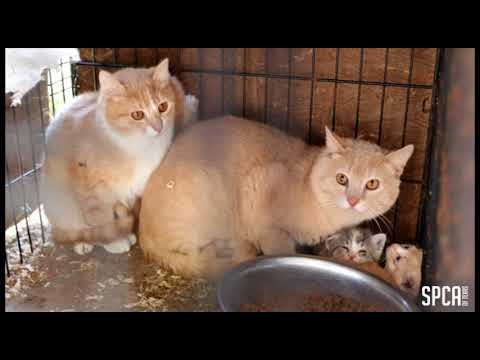 horseshoe bend SPCA of Texas rescues over 60 animals from two separate properties in Dallas.