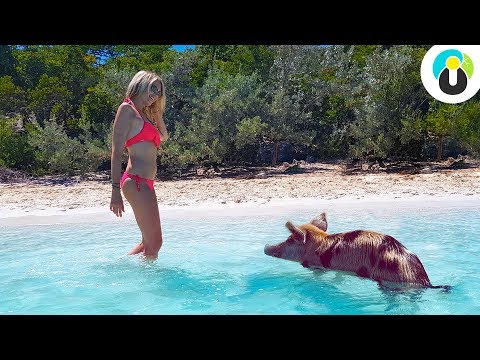 Video: Unterschied Zwischen Karibik Und Bahamas