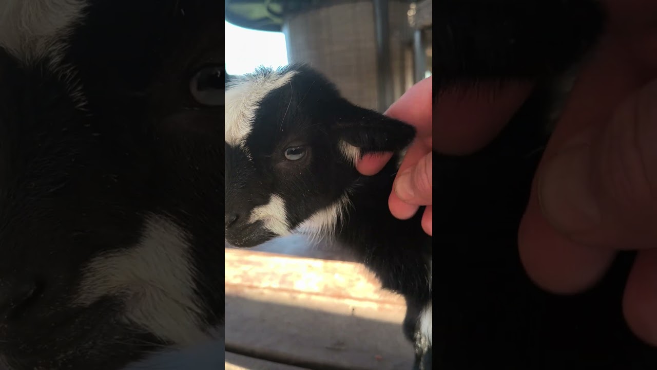 Baby Nigerian Goat, abandoned by it's mom 😢 less than 40 hours old