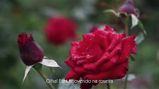 Elis Regina - Chovendo Na Roseira (C/Letra)