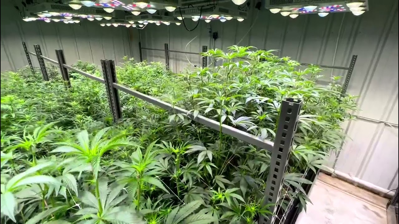 Skunk Hollow Farms - Optic8 Nextgen 560w -