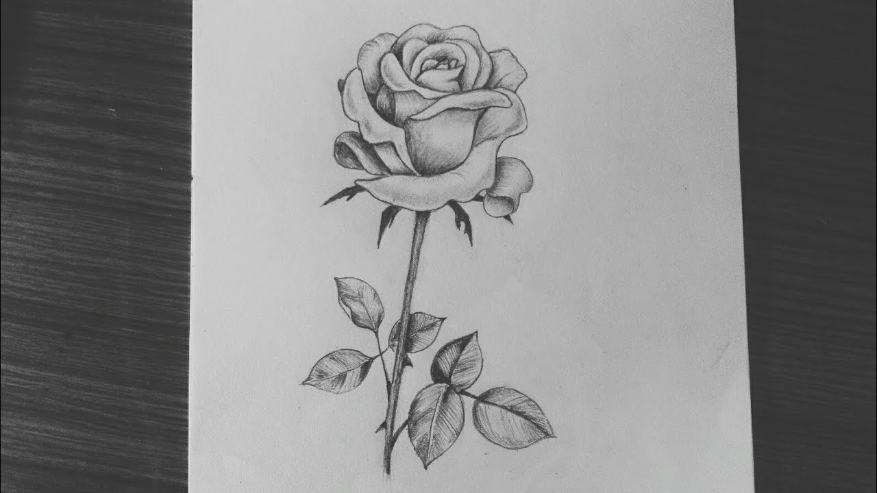 Drawing Of A Rose Flower Roses Drawing Drawings Pencil Drawings