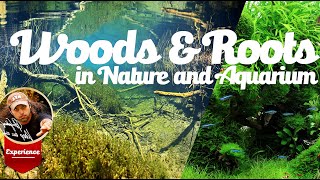 Wood and Roots in Nature and Aquarium