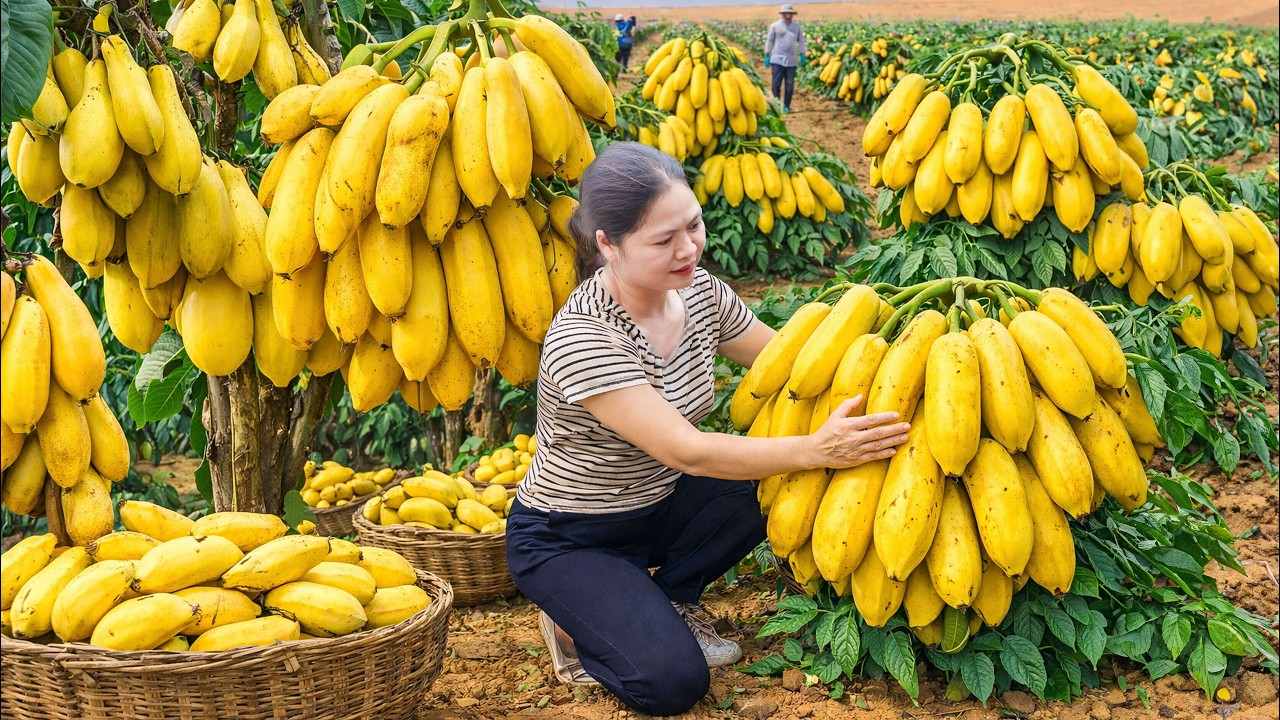 Harvesting Red-Fleshed Bananas in The Desert To Sell | Rare Fruit Chosen By Royalty