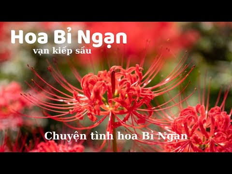 Video Hoa Bỉ Ngạn - Mạn Châu Sa Hoa- vạn kiếp sầu - youtube