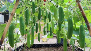 Как вырастить огурцы вертикально, очень много фруктов, Выращивание огурцов