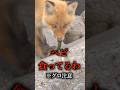エキノフォックス