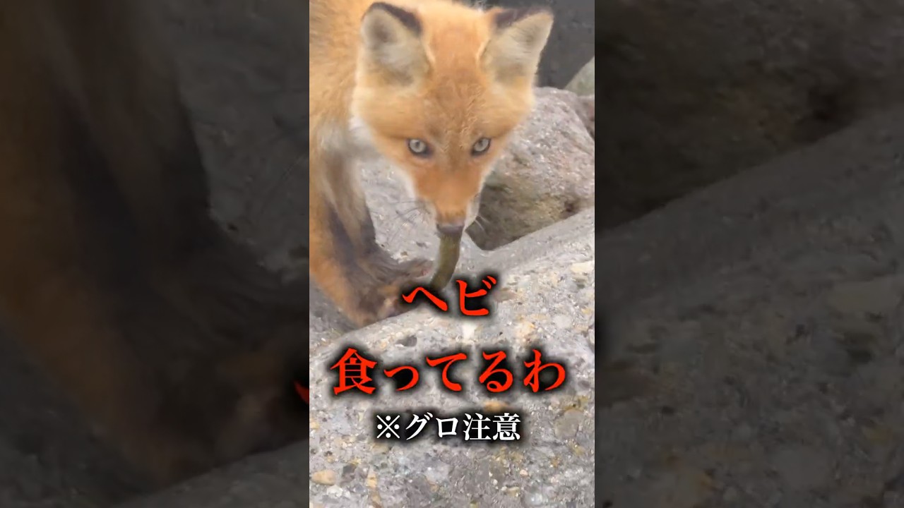 エキノフォックス