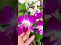 De paseo por un vivero viendo a ver que me gustaría 🥰🥰❤️#orquideas#orchis