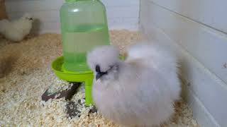 The 2024 Silkie Breeding Programme Has Commenced!