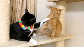 やめてって言ったら逆ギレされる子猫