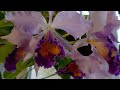About my Cattleya Dinard "Blue heaven" with the virus