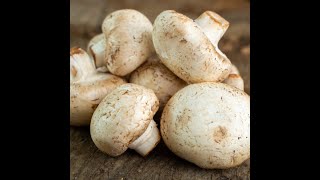 Finding Agaricus bitorquis aka Pavement Mushrooms