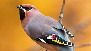 Birdsong in 8K: From Backyard to Rainforest AASIFIX VISION Live Stream #birds #nature