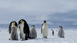 Lens of Time: Huddle Masters | bioGraphic
