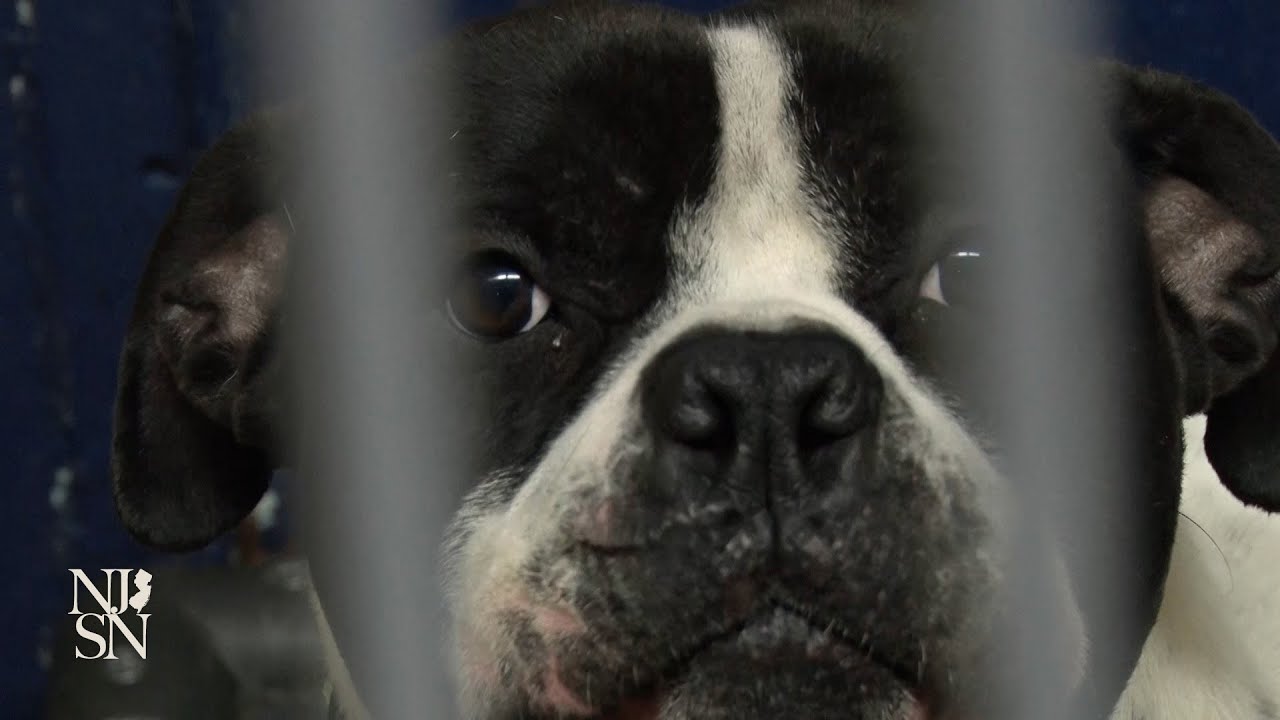 Animal shelters at capacity as more people give up pets