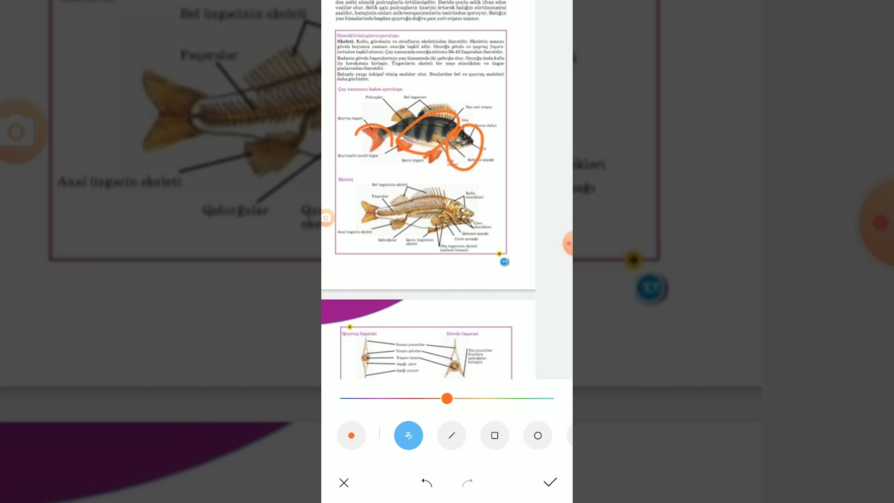 7sinif/42-43.Balıqlar