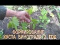 Виноград 2017.Формирование куста винограда 2 год.Выращивание винограда.Формировка винограда