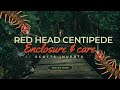 Centipede care and housing // Rhysida Longipes #centipede