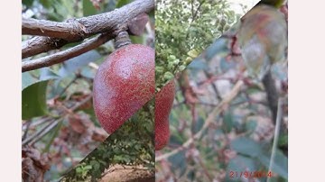 saponin tru oc buou vang