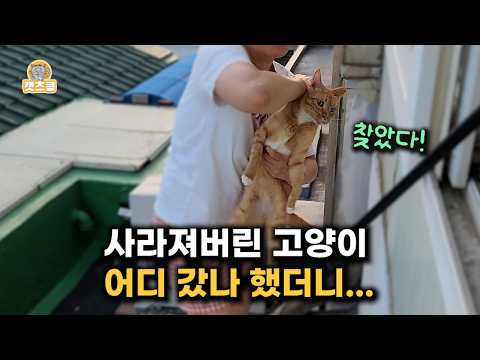 집안 어디에도 없던 고양이, 뜻밖의 장소에서 발견