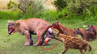 Scary Revenge! Angry Hyenas Brutally Torture Lions To Avenge Their Dead Cubs