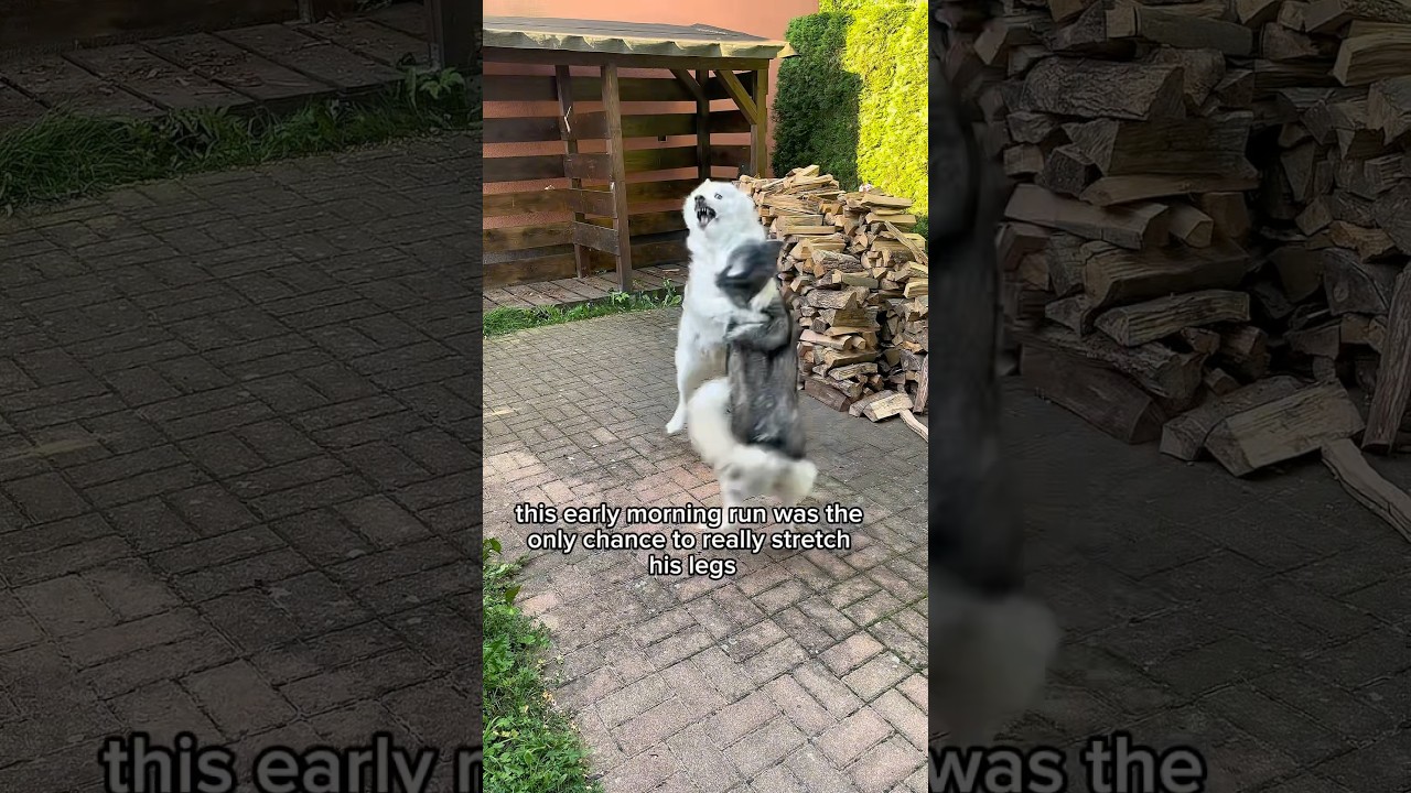 Morning Husky Chaos: Akim Runs, Ayla Says “Nope” 🐾 
