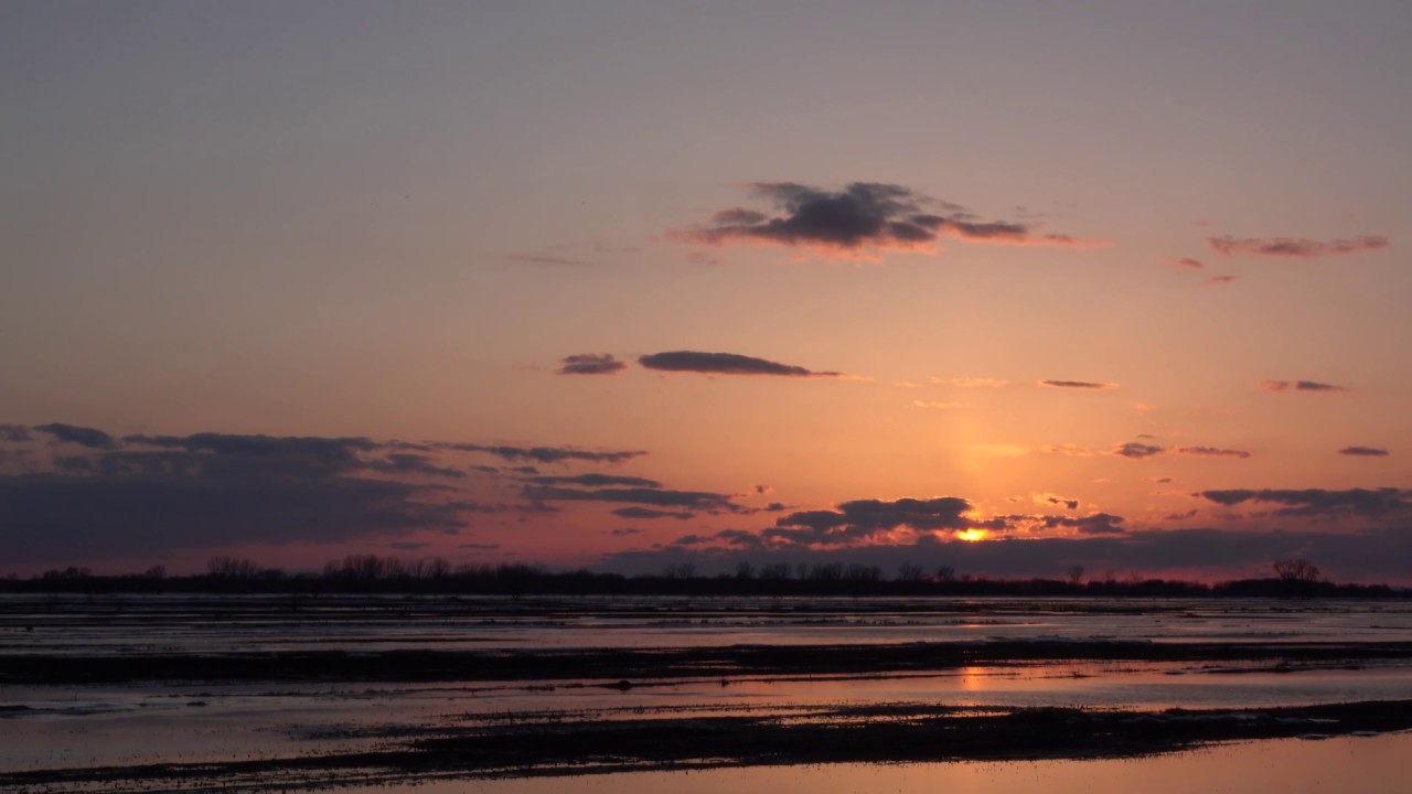 Snow Geese Arrival after Sunset BaieduFebvre, QC YouTube