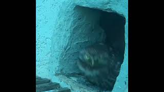 Little Owls: Mrs Kuvik Spots Something   🤣🤣🤣🦉