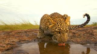 Funny Leopard Cubs V Dwarf Mongoose