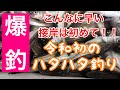 令和初の爆釣ハタハタ釣り