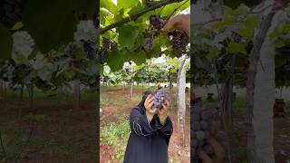 Auto harvesting grapes 🍇farming fruit agriculture #shots #tamilshorts