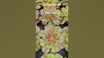 초보용 에오니움!❤️꼬집기/커팅‼️미친가격#다육식물 #다육노하우 #succulent #가을다육 #에오니움#에오니움철화#초보다육#shorts#쇼츠