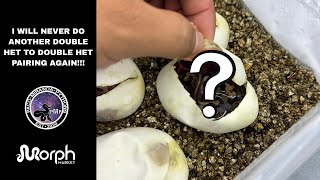 Famous LAST TIME I DO A DOUBLE HET TO DOUBLE HET PAIRING!!! Wealth