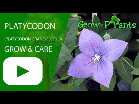 Platycodon grandiflorus – grow & care (Chinese bellflower)