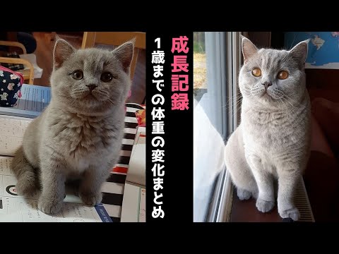 【成長記録】子猫 (2ヶ月半)~1歳までの体重の変化【ブリティッシュショートヘア】
