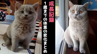 【成長記録】子猫 (2ヶ月半)~1歳までの体重の変化【ブリティッシュショートヘア】