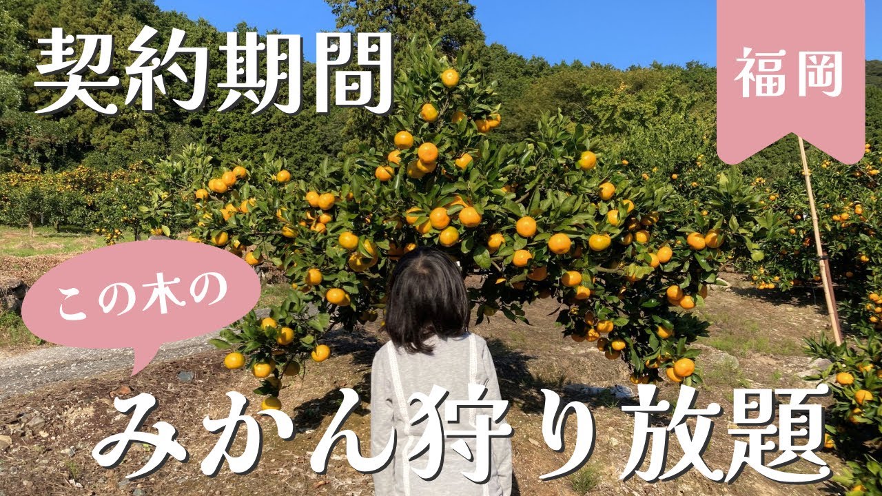 【家族でお出かけvlog】みかん狩り放題🍊