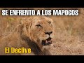 El FINAL DE UN LEÓN! Sangre Mapogo