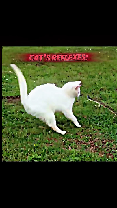 Cats 🐈 Reflexes💀🔥                           #catedit #catlover #cats #catshorts #catvideo #catvideos