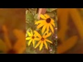 Gol Bahar عکس گل با ترانه داریوش ای که بی تو خودمو Gol Bahar عکس گل با ترانه داریوش ای که بی تو خودمو