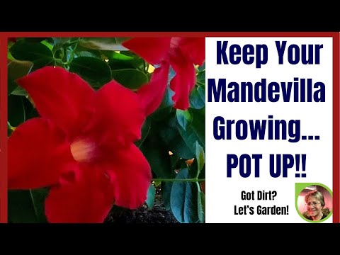 Video: When To Repot A Mandevilla – Planting Your Mandevilla in a new pott