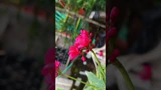 beautiful flowers#yt shorts #trending song #garden #nature #photography