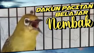 MASTERAN PLECI GACOR DAKUN PACITAN BELAJAR NEMBAK MATERI - WIT WIT WIT #masteranpleci